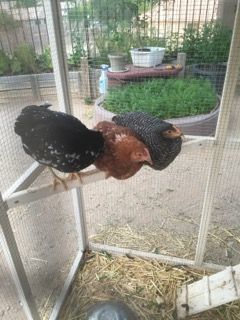 Readers show their chickens